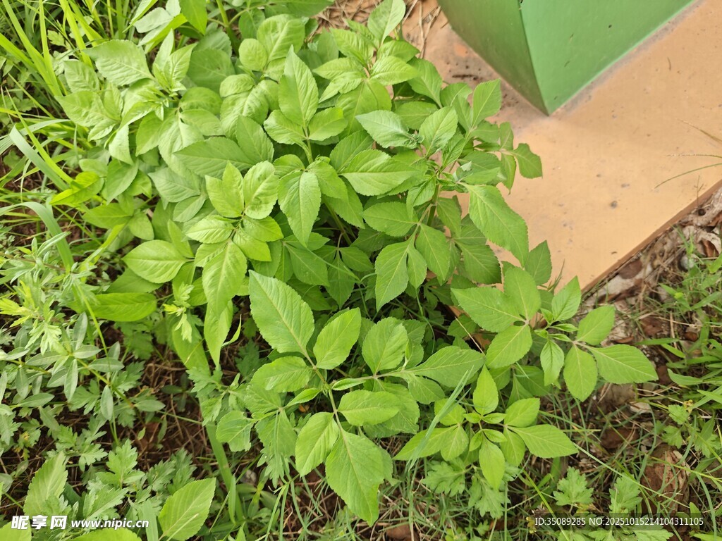 绿叶植物生机盎然