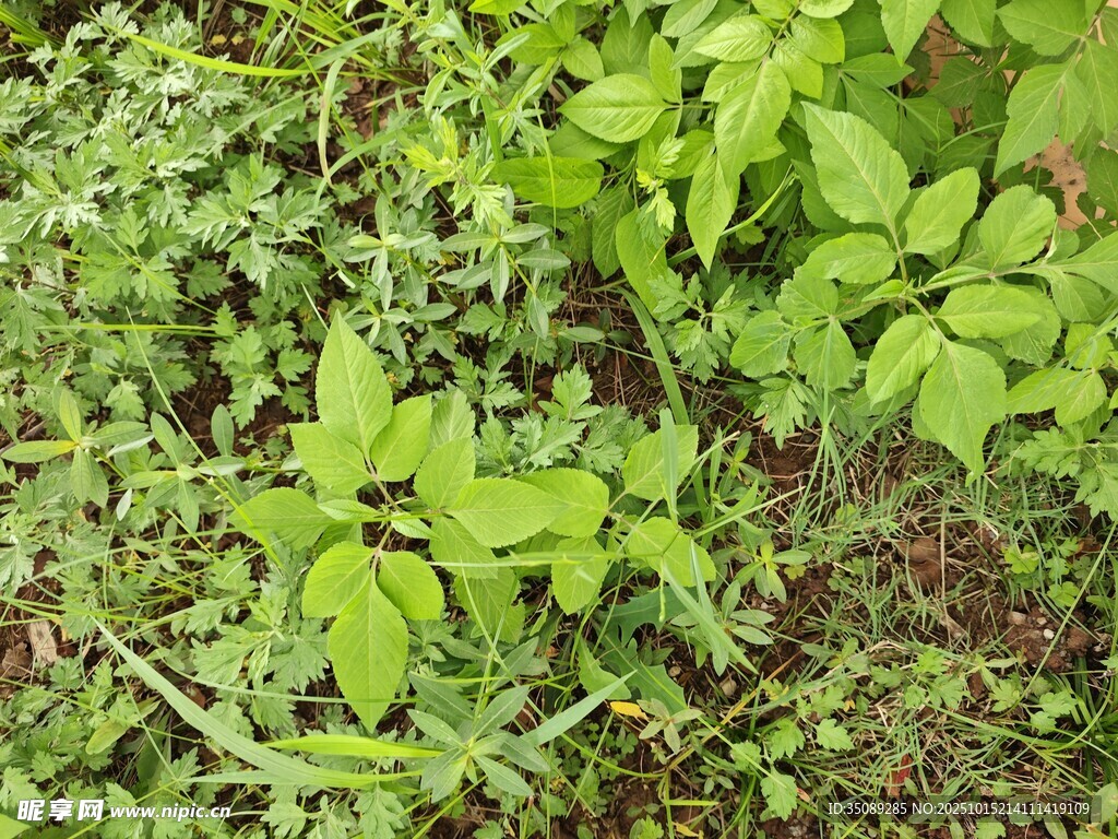 绿叶繁茂的植物景象
