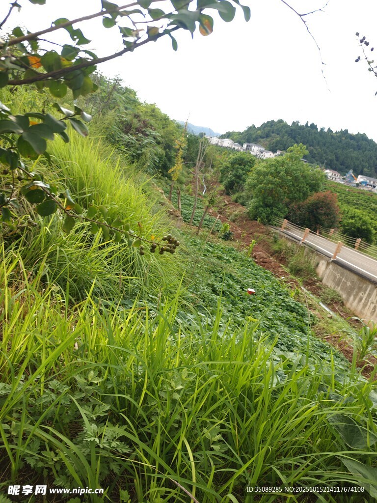 田园草地风光