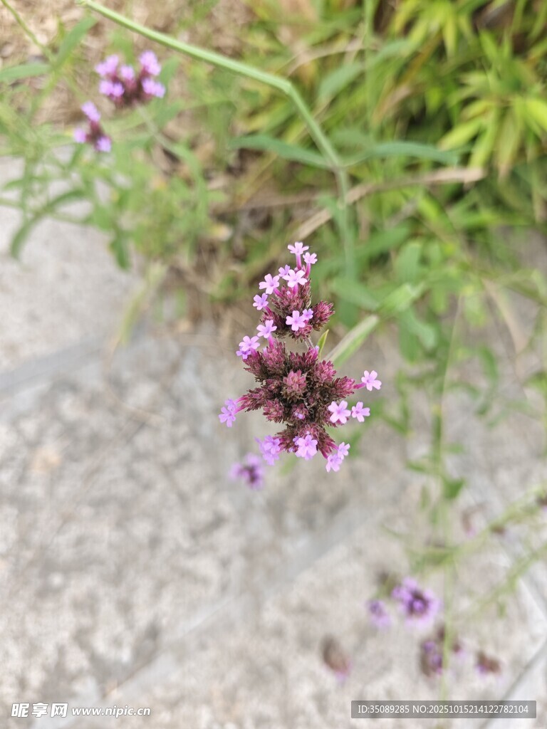 路边绽放的紫色小花