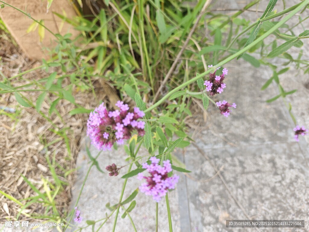 路边绽放的紫色小花
