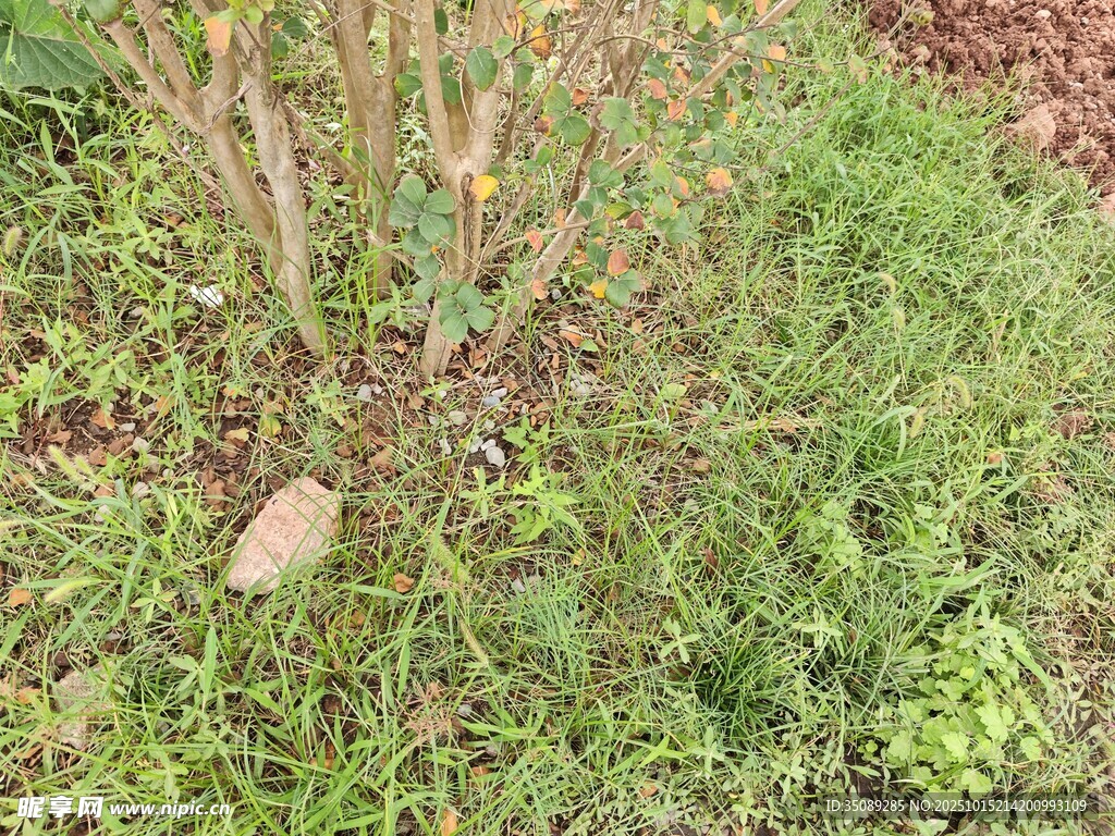 地面上的绿植与石块