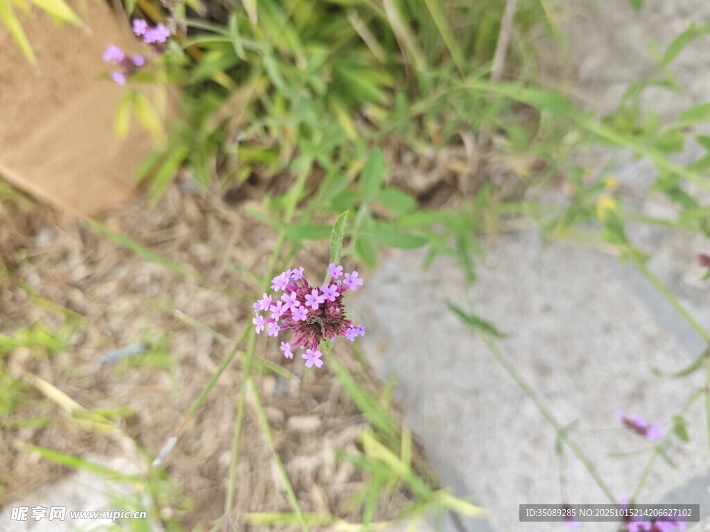 石缝间绽放的紫色小花