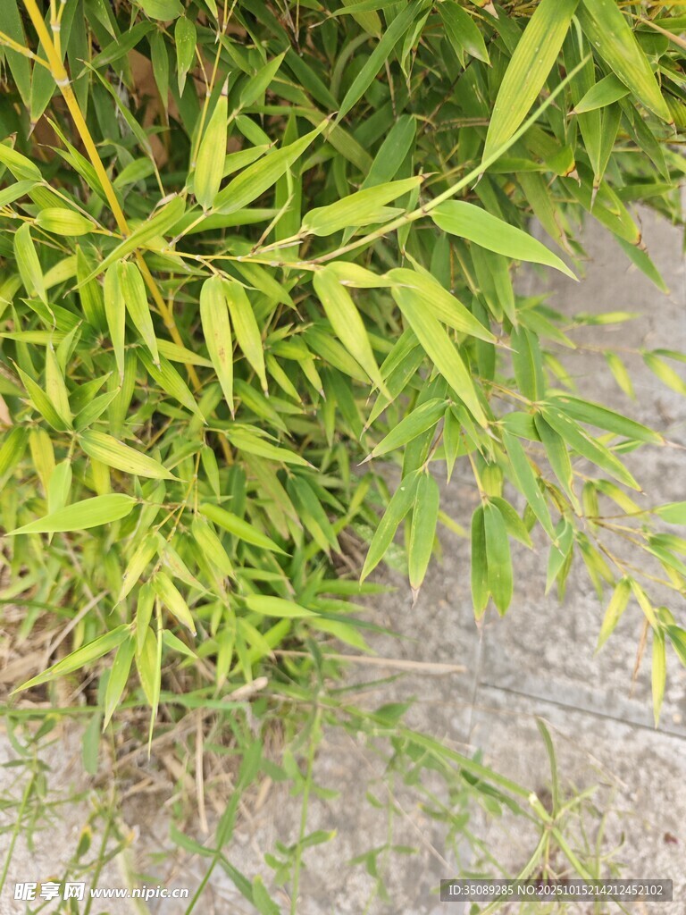 嫩绿竹叶近景特写