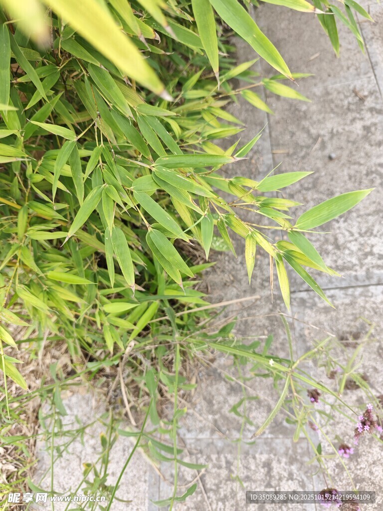 墙边翠绿植物生机盎然