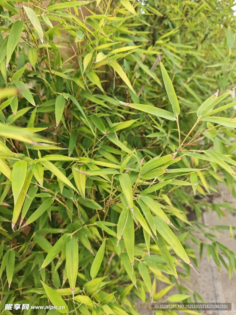 翠绿竹叶清新自然景致