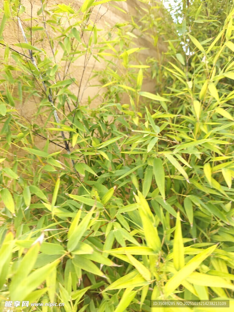 翠绿竹子生机盎然