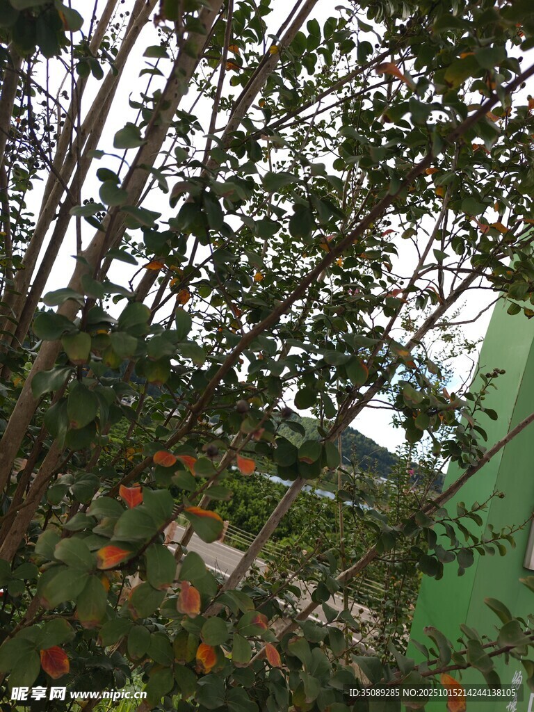 繁茂绿植中的多彩花卉