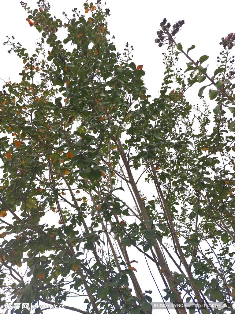 仰视视角下的繁茂绿树