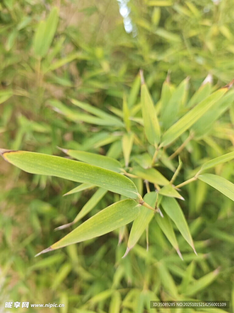 嫩绿竹叶特写