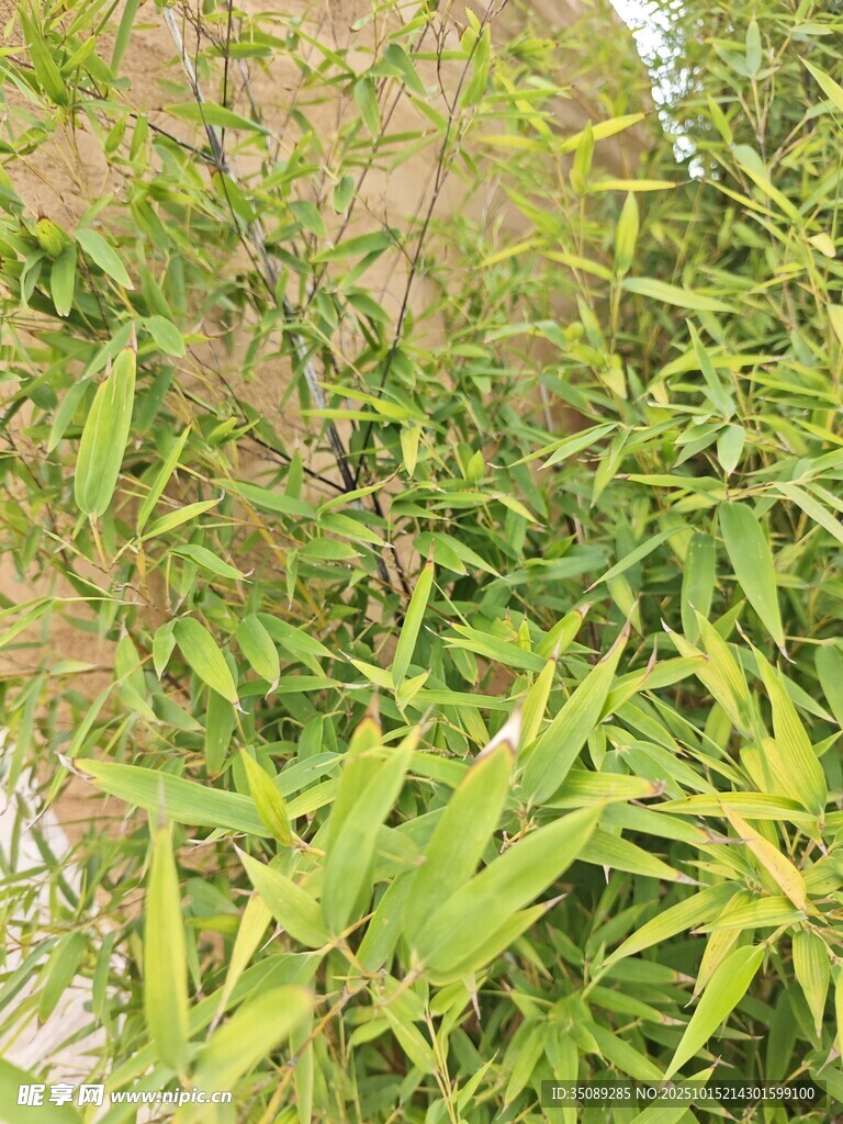 翠绿竹林中的清新植物