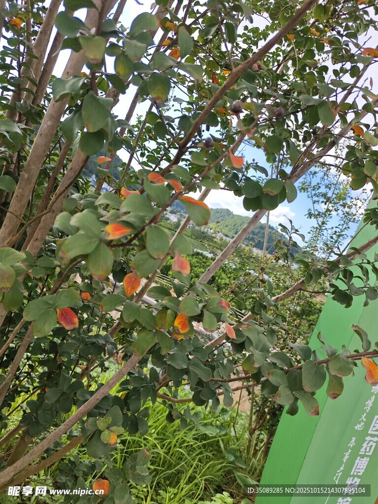 绿叶间的鲜艳果实