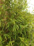 翠绿竹林景致