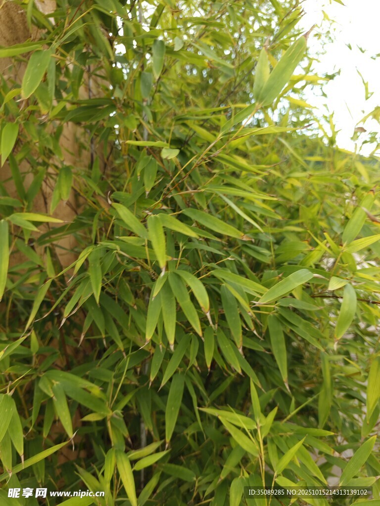 翠绿竹林景致
