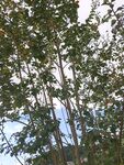 仰视茂密树林枝叶