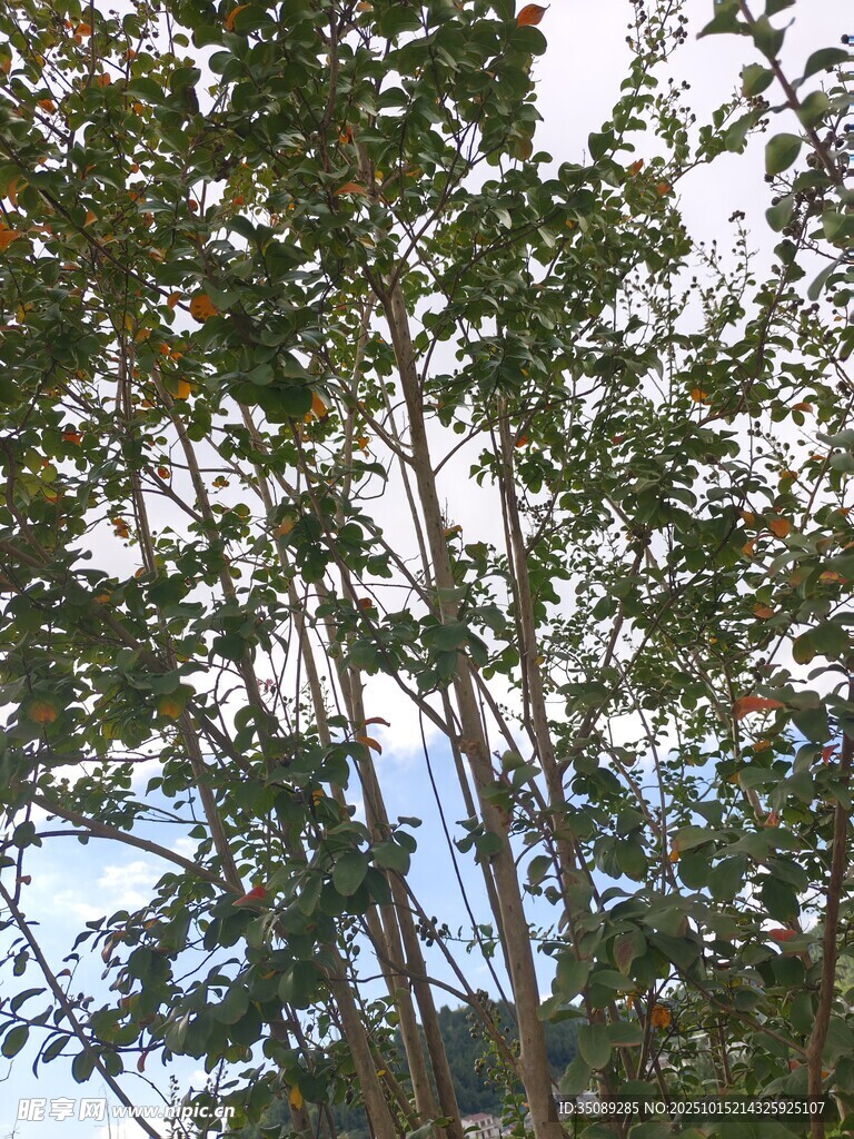 仰视茂密树林枝叶