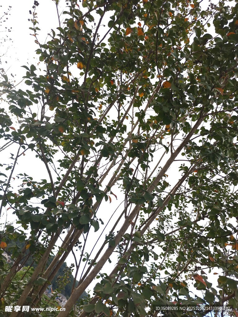 仰视下的繁茂树木