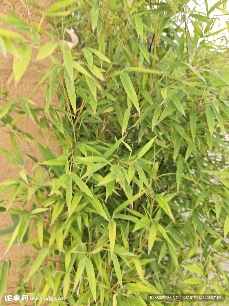 翠绿竹叶繁茂生机盎然