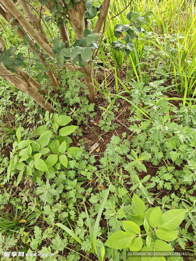 繁茂绿植展现自然生机