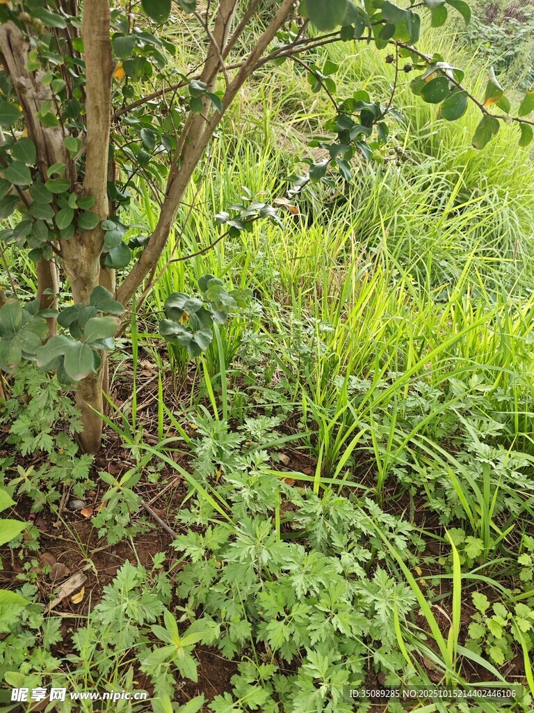 繁茂绿植景观