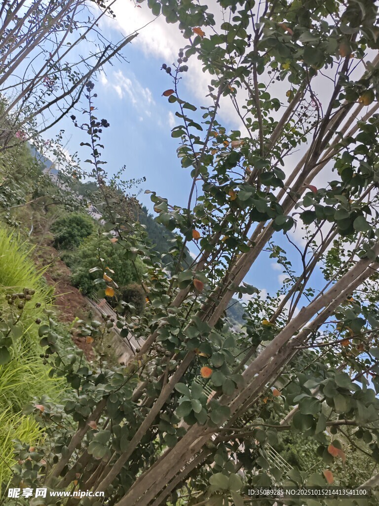 果园果树景象