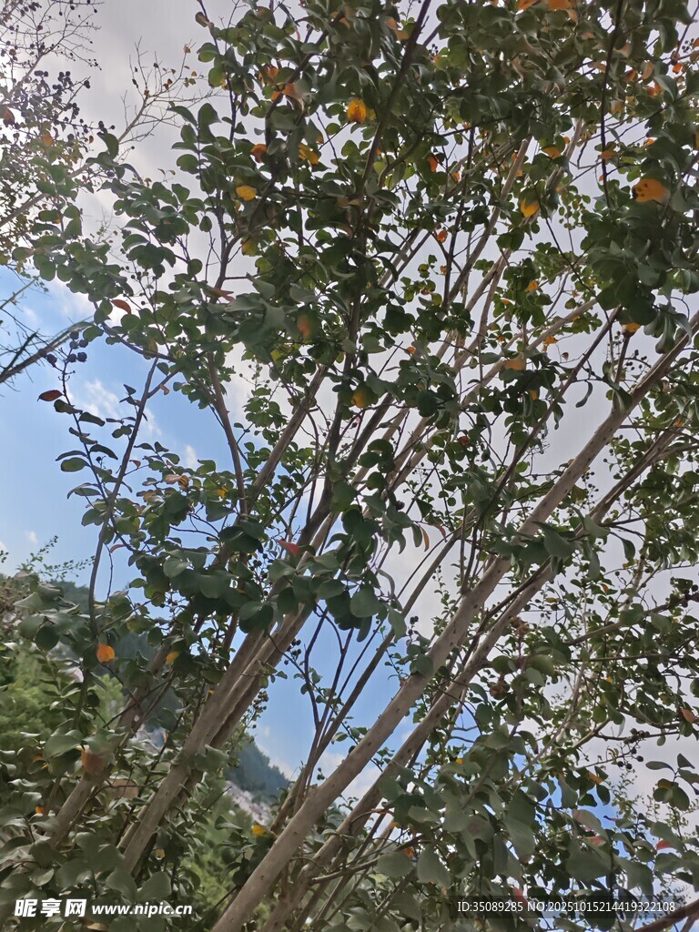 蓝天绿树间的繁茂枝叶