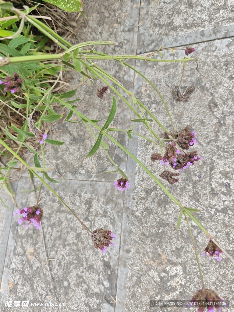 地面上的紫色小花及绿草