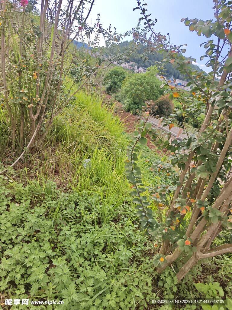 山坡上的繁茂绿植