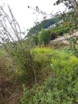 野外杂草丛生的自然景象