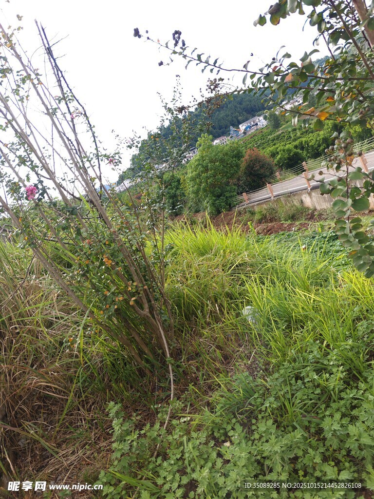 野外杂草丛生的自然景象