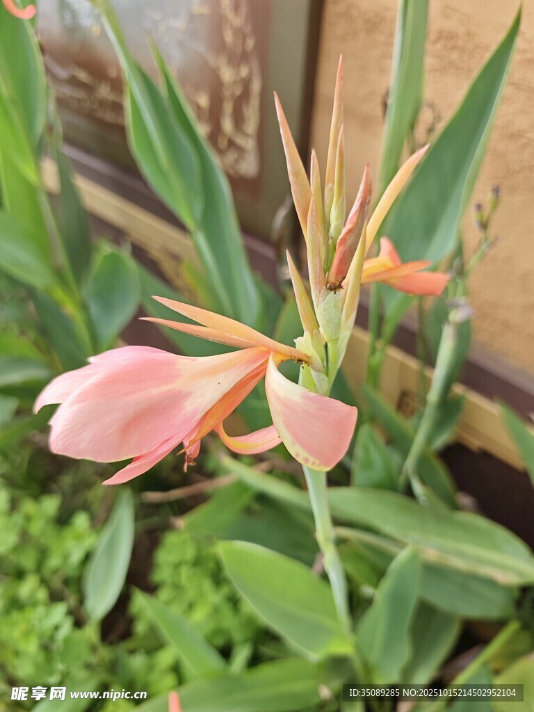 娇艳绽放的粉色花卉