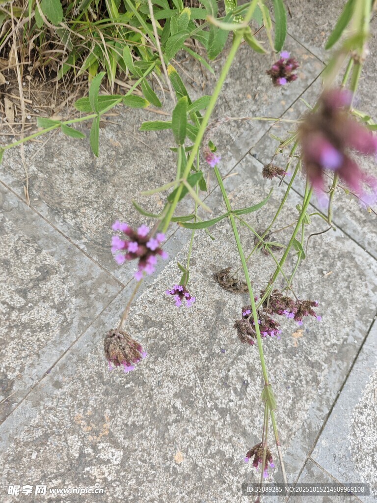 石缝中绽放的紫色小花