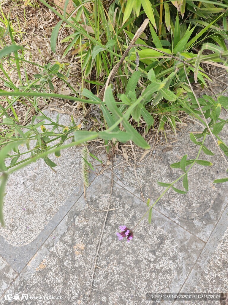 石缝中生长的绿色小草