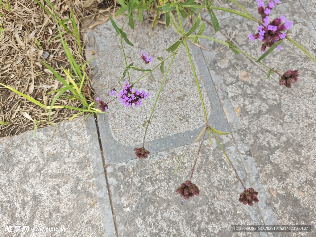 石板上绽放的紫色小花