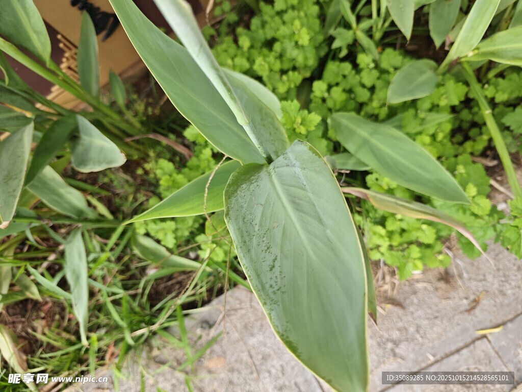 翠绿叶片与周边绿植景象