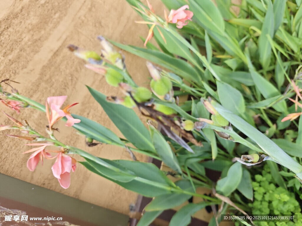 粉色花卉绿植特写