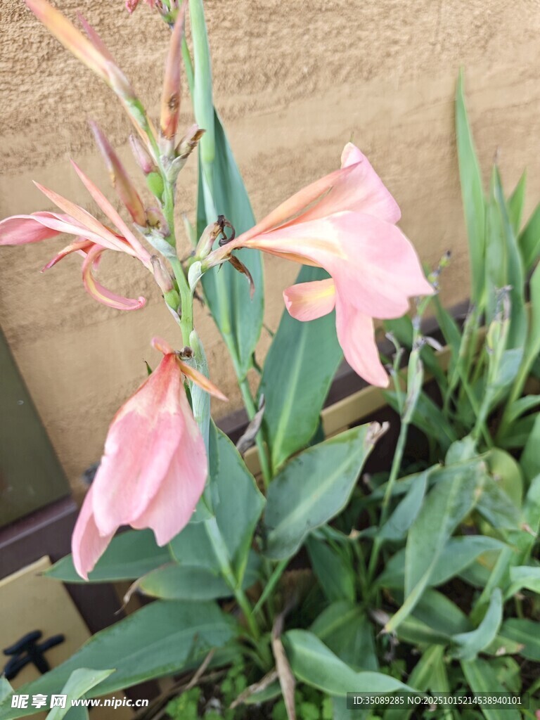娇艳粉色花卉特写
