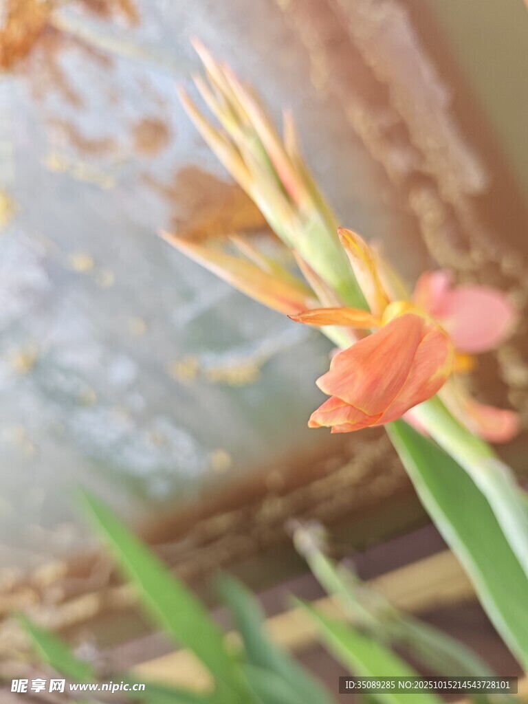 娇艳绽放的橙色花卉