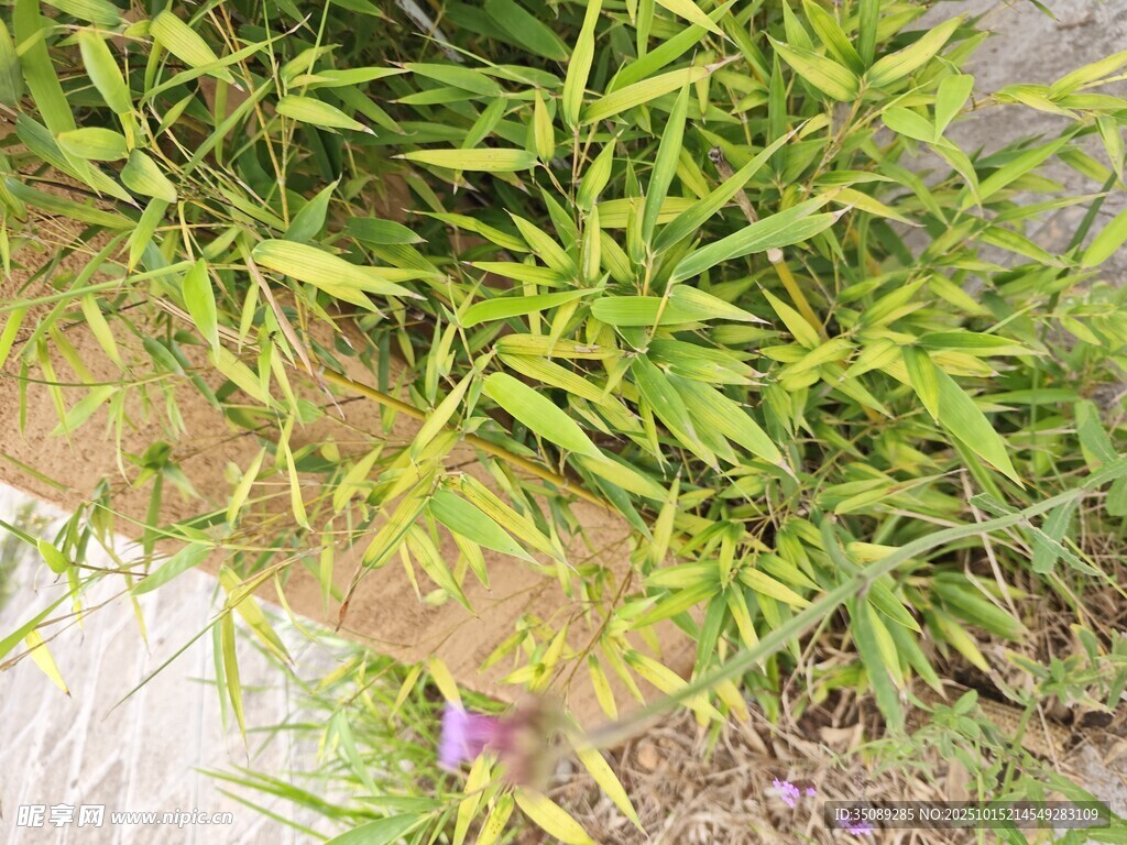 翠绿丛生的鲜嫩竹子