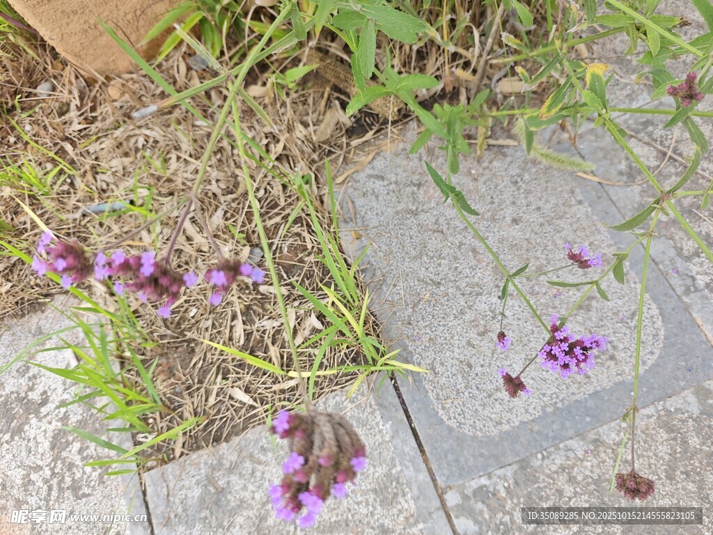 石板旁绽放的紫色小花