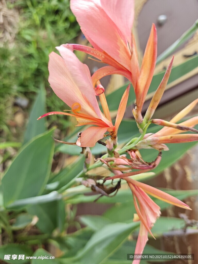 娇艳粉色美人蕉花朵特写