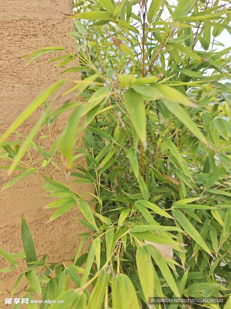翠绿竹子生机盎然