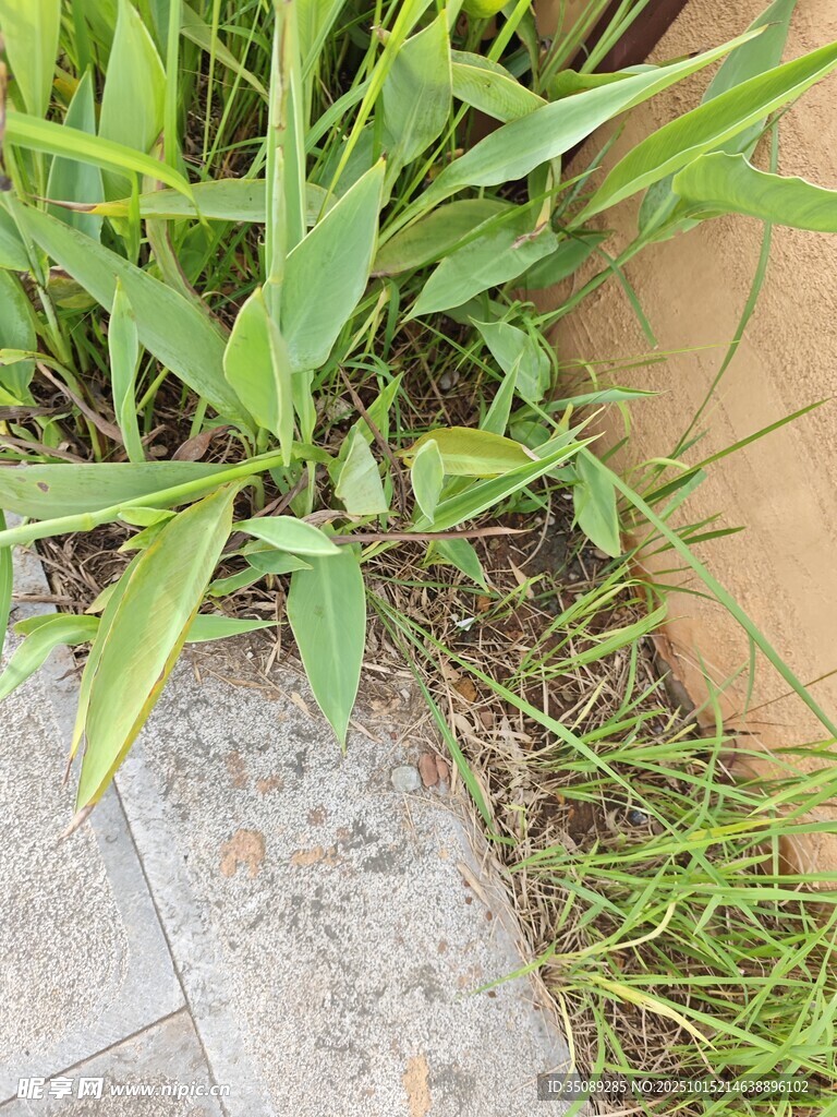 石缝间的翠绿植物