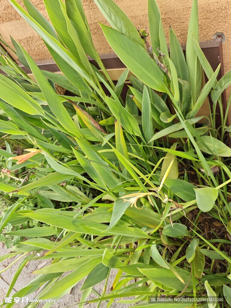 翠绿蓬勃的丛生植物