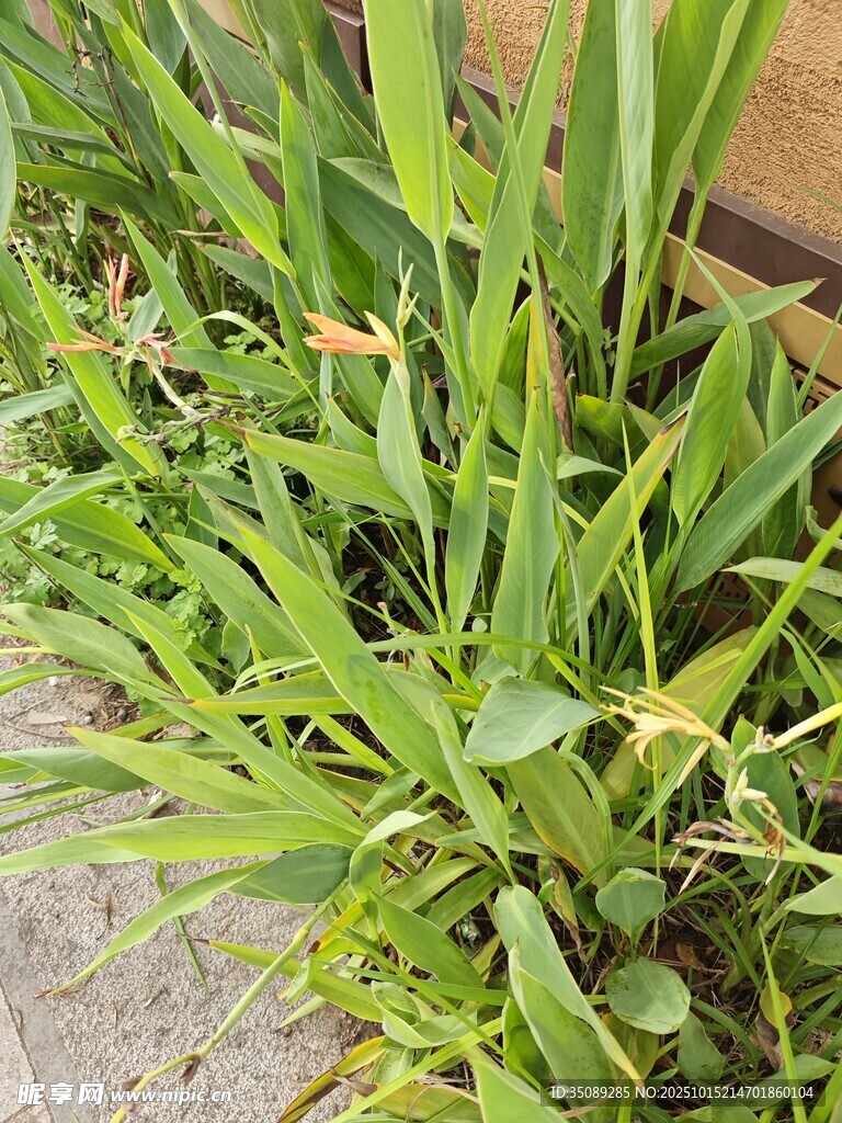 墙边翠绿茂盛的青草