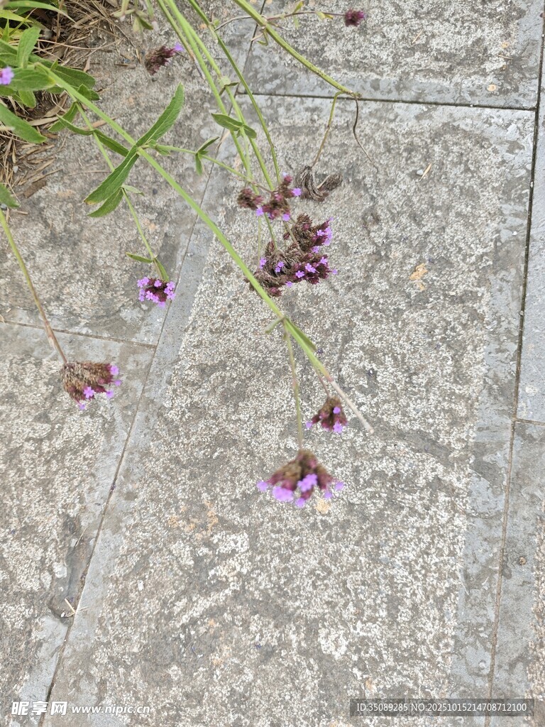 垂落紫花于石面