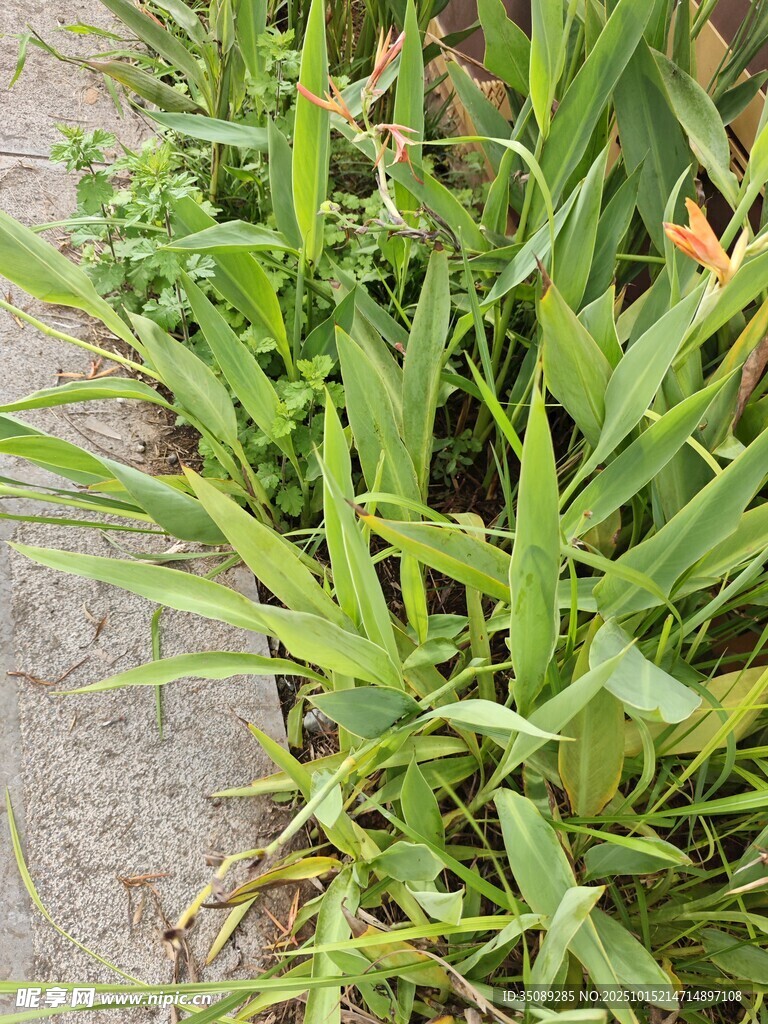 路边嫩绿茂盛的草丛