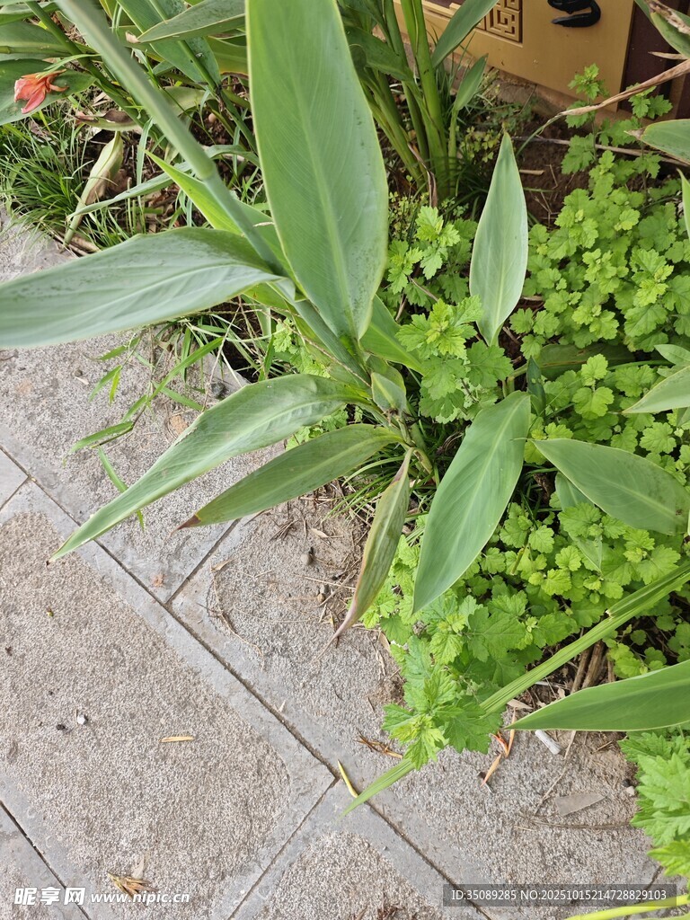 庭院中的绿植组合