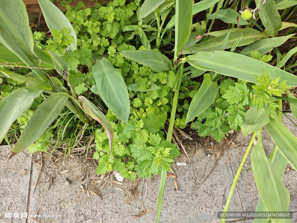 墙角的翠绿植物