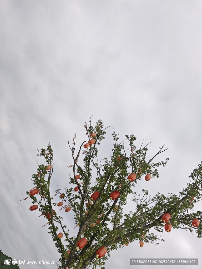 枝头点点艳红